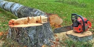 Professional Tree Care in Mountain View Acres, CA