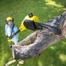 Best Tree Health Inspection  in Mountain View Acres, CA