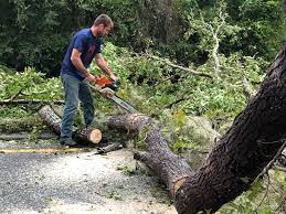 Best Tree Trimming and Pruning  in Mountain View Acres, CA