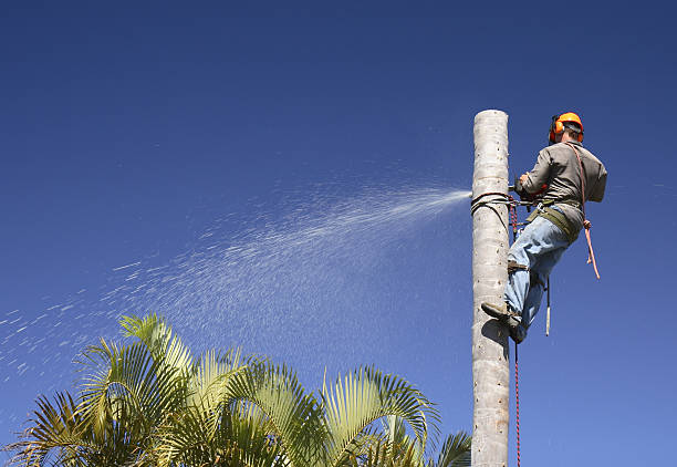 Best Palm Tree Trimming  in Mountain View Acres, CA