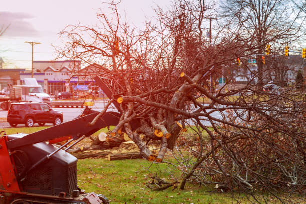 Best Firewood Processing and Delivery  in Mountain View Acres, CA