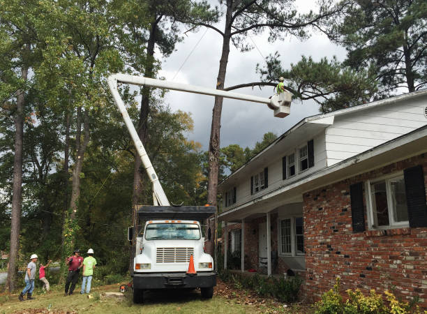 Best Tree Risk Assessment  in Mountain View Acres, CA