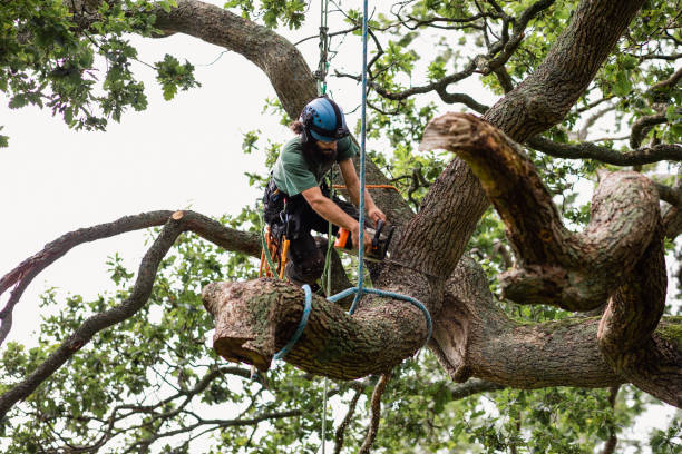 Best Tree Removal  in Mountain View Acres, CA