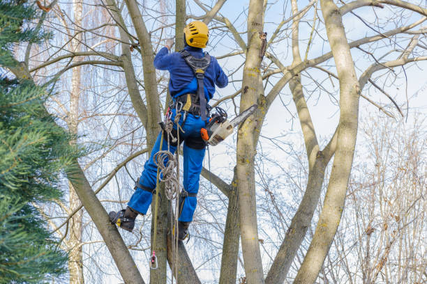 How Our Tree Care Process Works  in  Mountain View Acres, CA