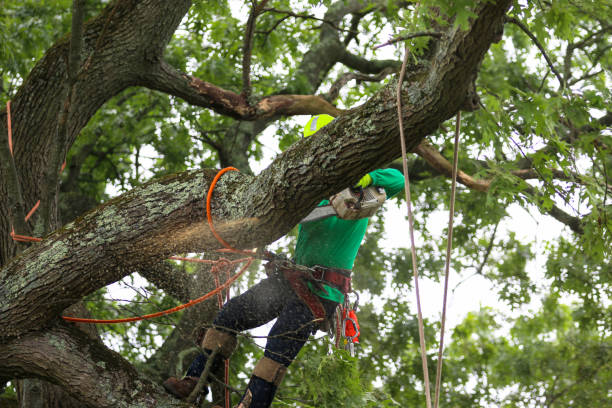  Mountain View Acres, CA Tree Care Pros