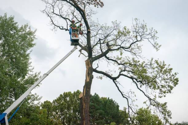 Best Tree Mulching  in Mountain View Acres, CA