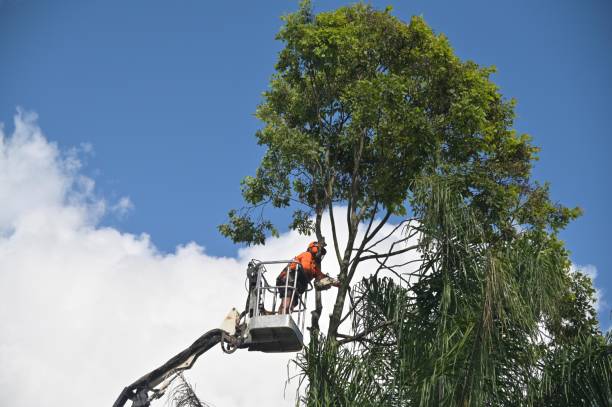Best Fruit Tree Pruning  in Mountain View Acres, CA