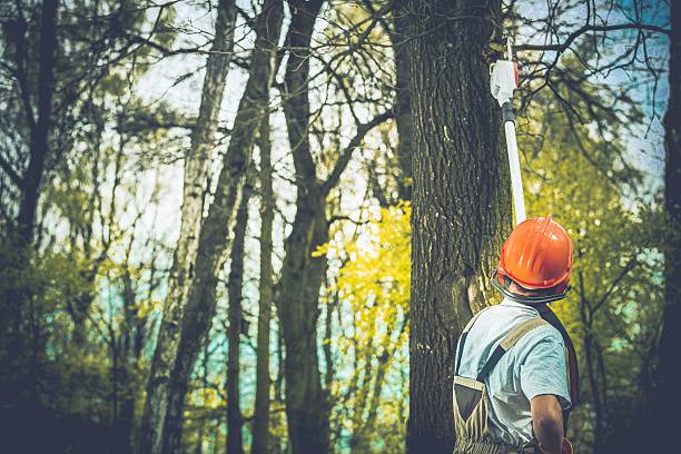 Best Tree Cabling and Bracing  in Mountain View Acres, CA