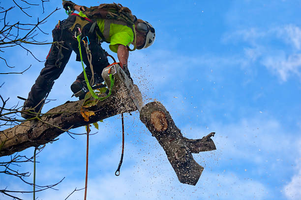 Best Leaf Removal  in Mountain View Acres, CA